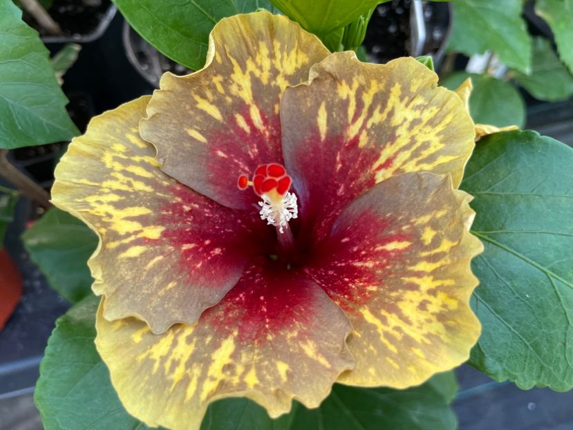  - MMT Pamant romanesc