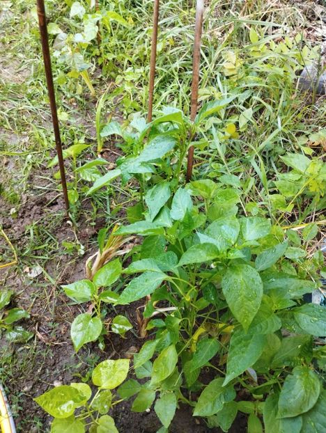  - Hibiscusi mouschetos 2025