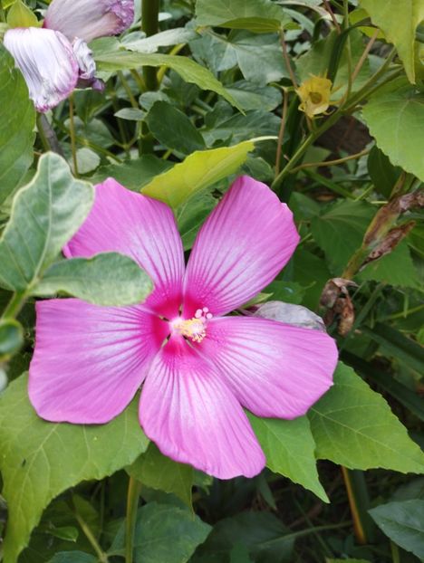  - Hibiscusi mouschetos 2025