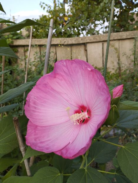  - Hibiscusi mouschetos 2025