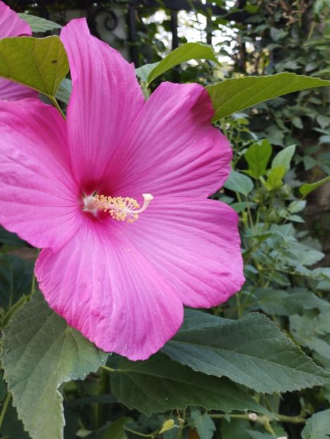  - Hibiscusi mouschetos 2025