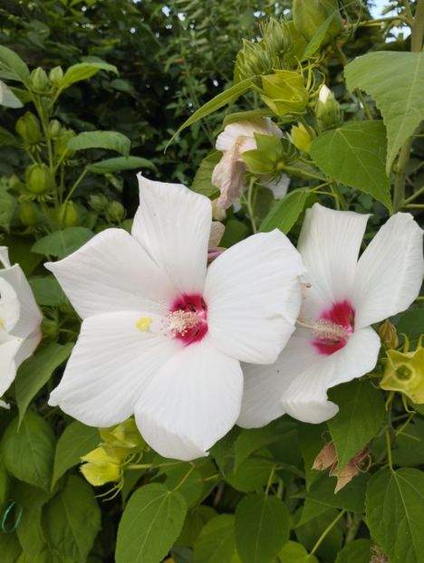  - Hibiscusi mouschetos 2025