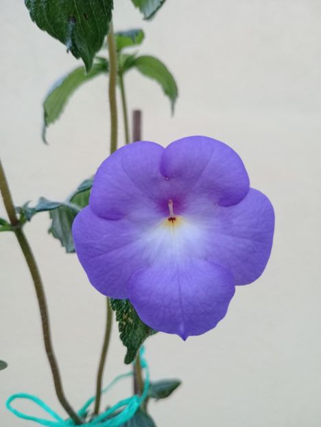  - Longiflora Major