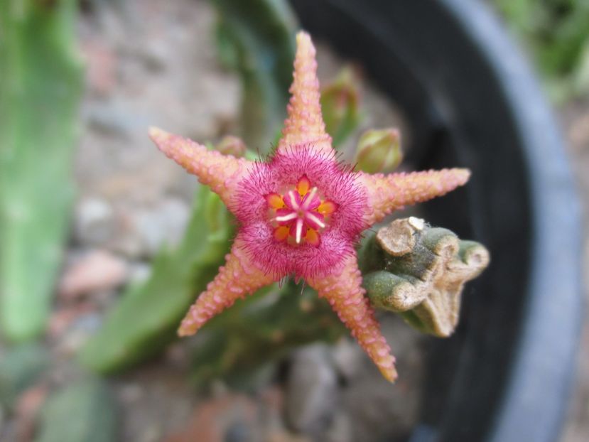 Stapelia flavopurpurea - Steaua serifului