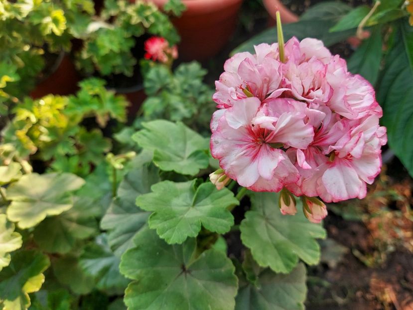 Rushmoor Richard Shelby - A-Muscate 2025