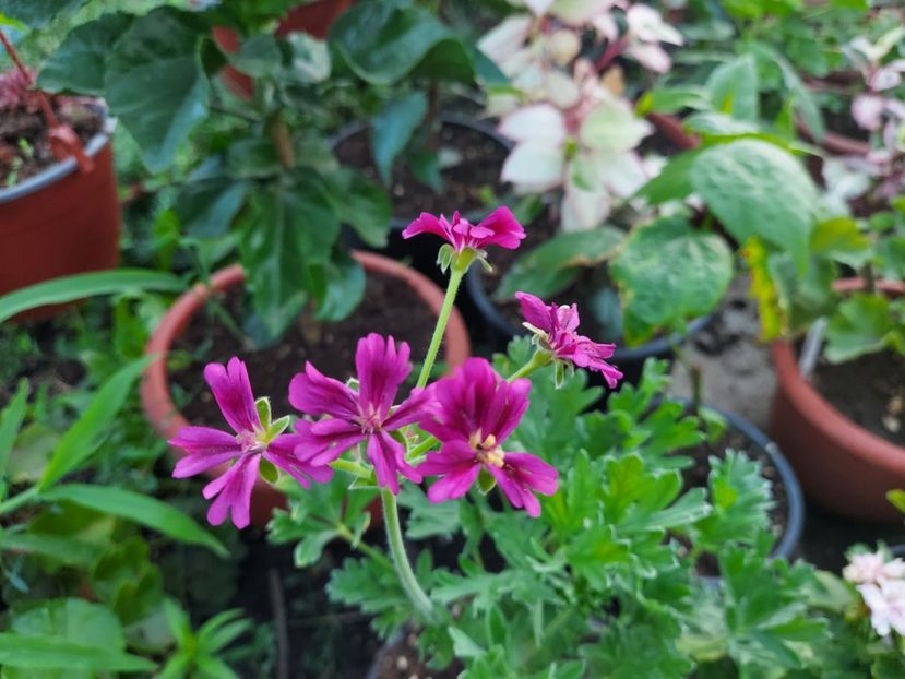 Brigitte Stisser - A-Muscate 2025