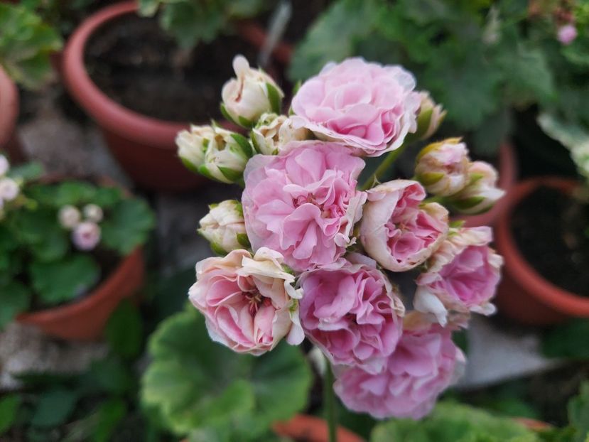 Danaya - A-Muscate 2025