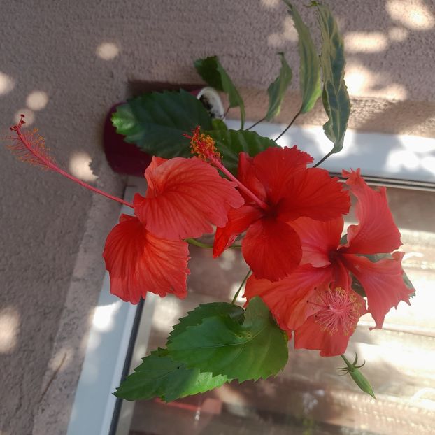 12.08.2025 - HIBISCUSI 2025-3