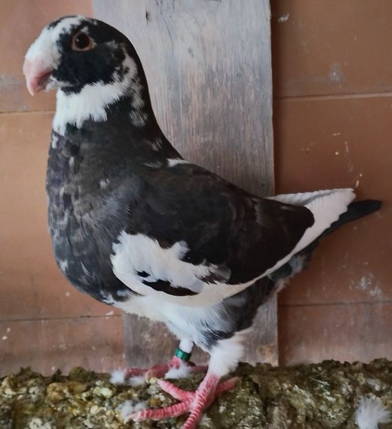 M 2025 - AGH PENTRU 2026