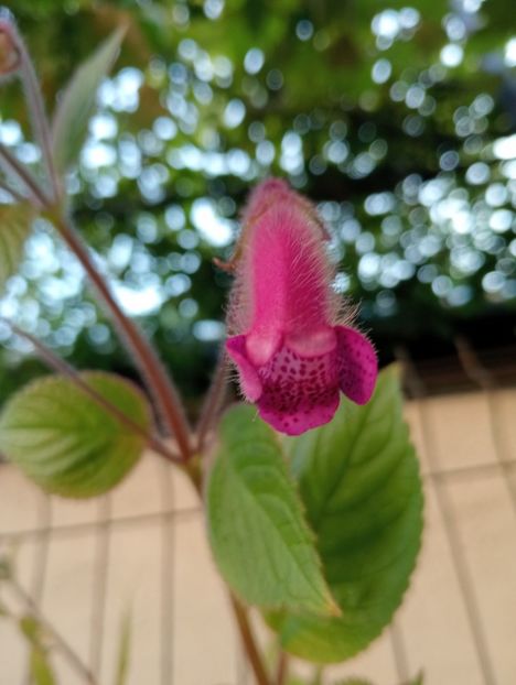 2025 - Seemannia Gymnostoma