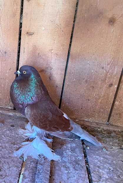 vândut lui Adi Cristea(AB) - Porumbei VÂNDUȚI