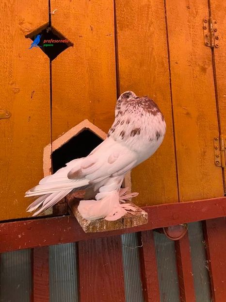 vândută lui Adi Cristea(AB) - Porumbei VÂNDUȚI