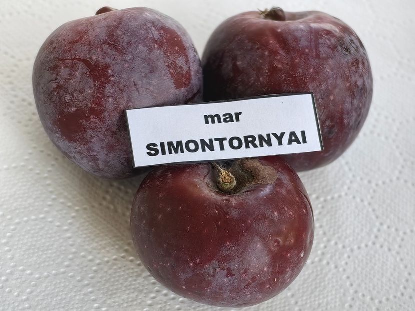  - SIMONTORNYAI ---- pulpa rosie