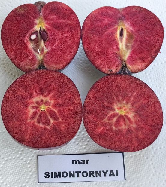  - SIMONTORNYAI ---- pulpa rosie