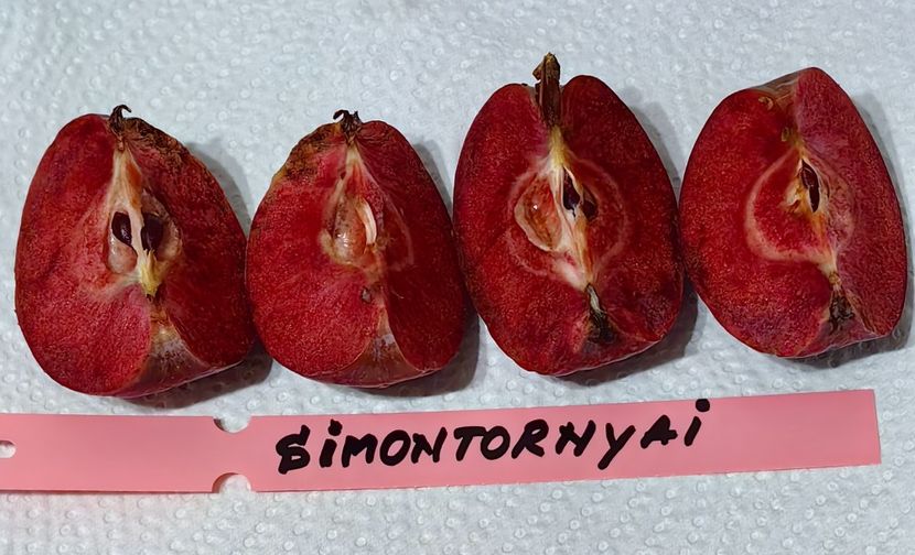  - SIMONTORNYAI ---- pulpa rosie