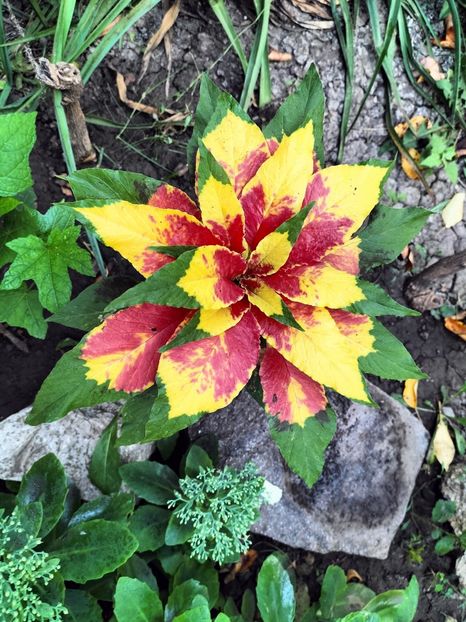 IMG20250813070820 - vara 2025