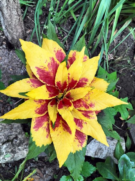 IMG20250813070817 - vara 2025