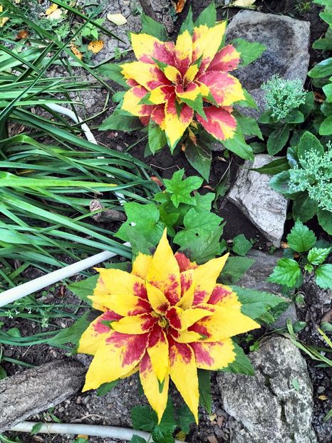 IMG20250813070753 - vara 2025