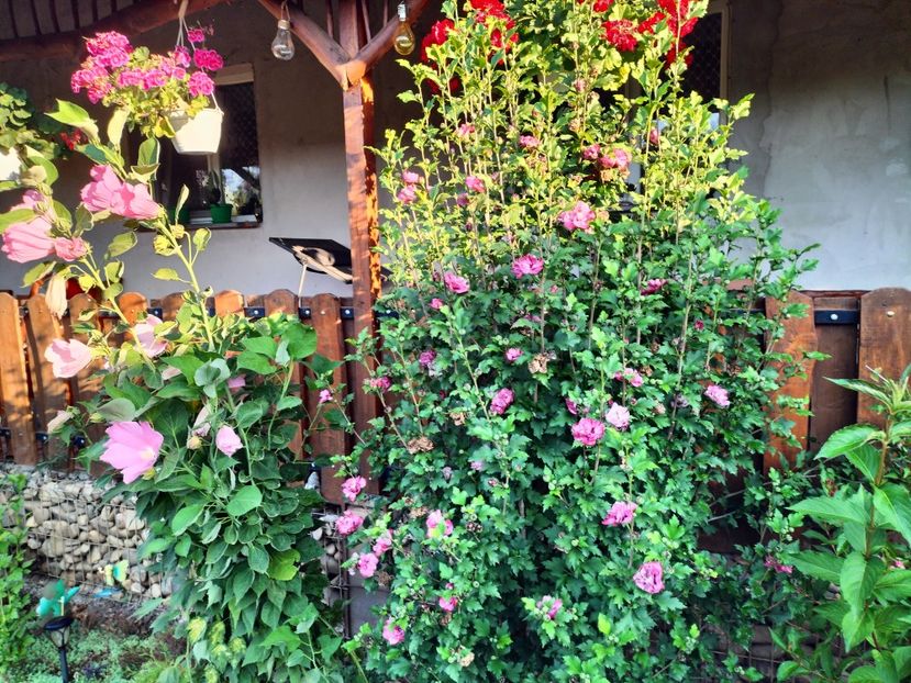 IMG20250811074830 - vara 2025