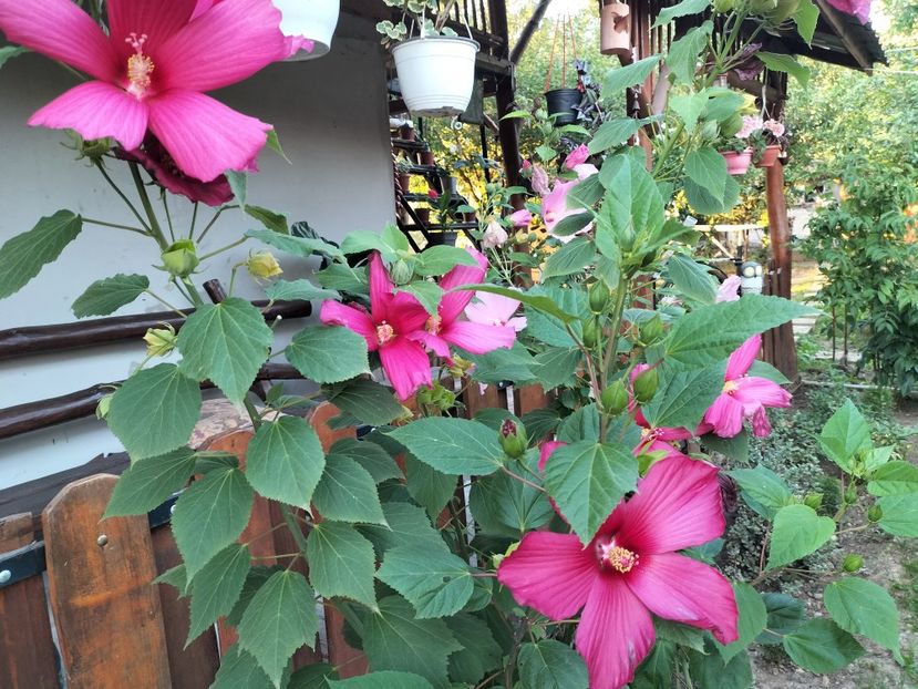 IMG20250810195308 - vara 2025