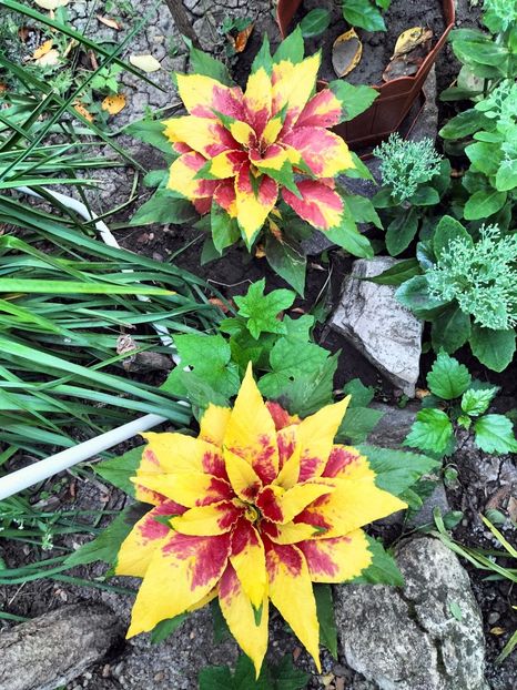 IMG20250813070726 - vara 2025