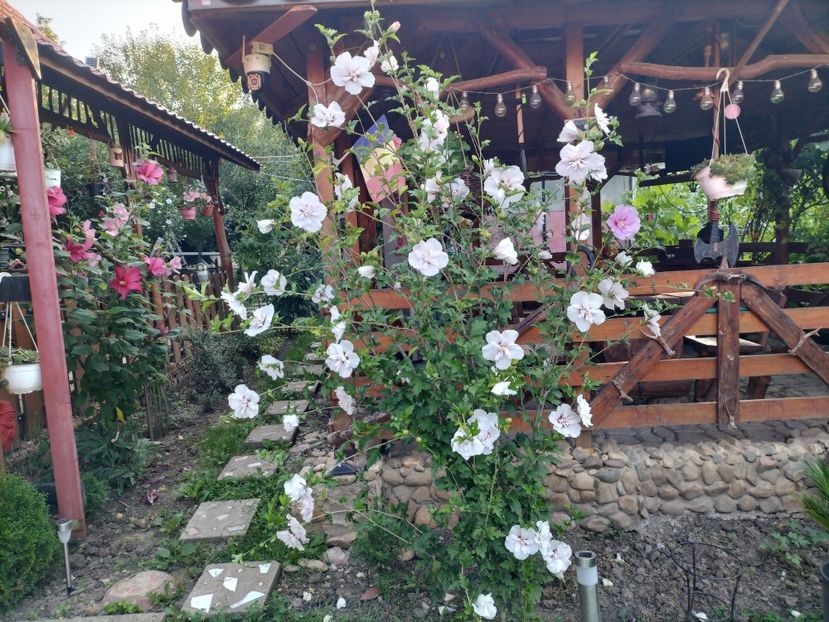 IMG20250811074812 - vara 2025