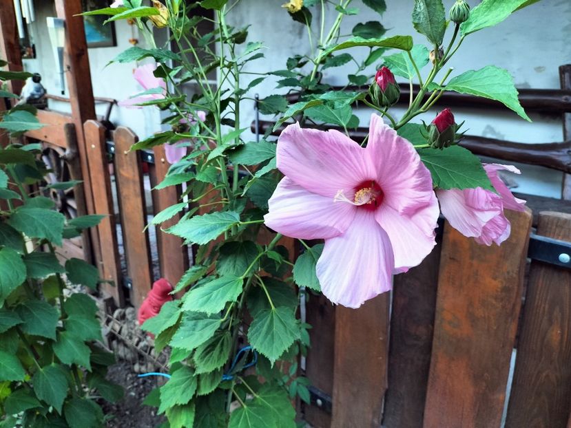 IMG20250810195322 - vara 2025