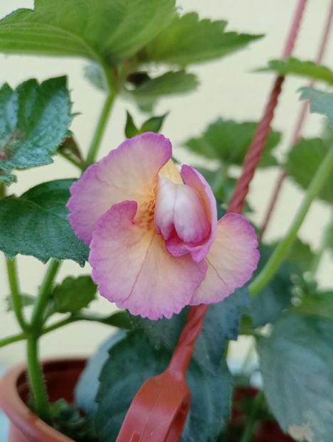 Don Quichotte - - - - 2025