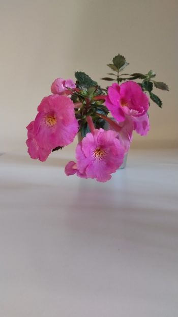  - 2025-BriD s Pink Lily