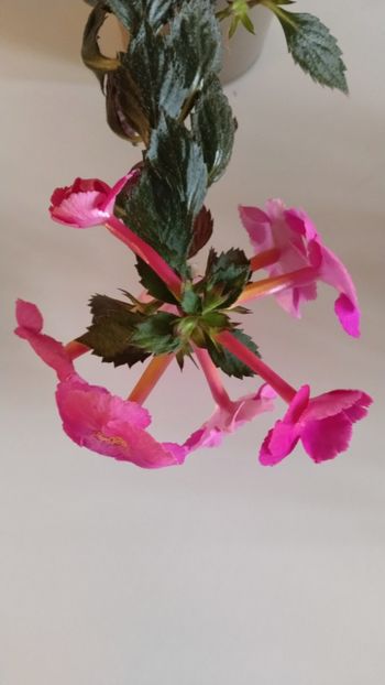  - 2025-BriD s Pink Lily