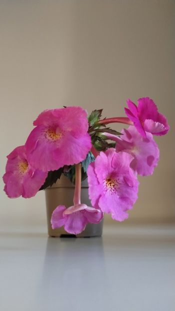  - 2025-BriD s Pink Lily