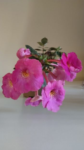  - 2025-BriD s Pink Lily