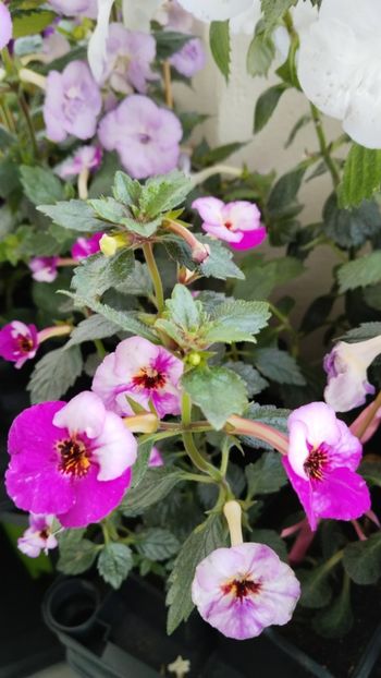  - 2025-Coup de Foudre