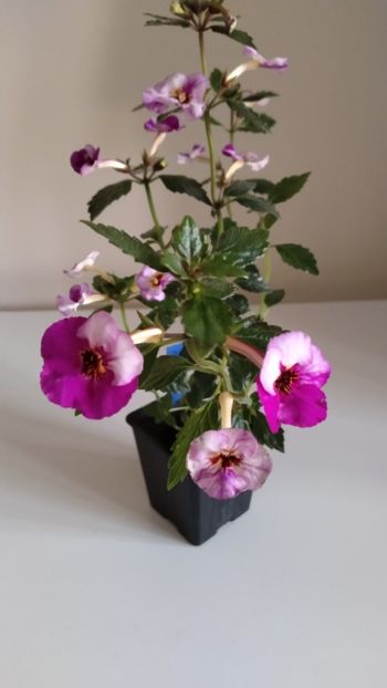  - 2025-Coup de Foudre