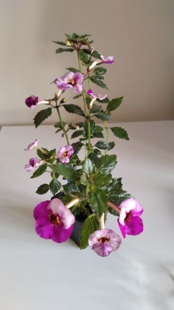  - 2025-Coup de Foudre