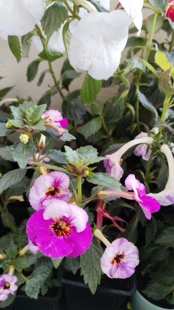  - 2025-Coup de Foudre