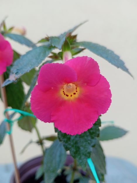  - Peach Cascade Improved