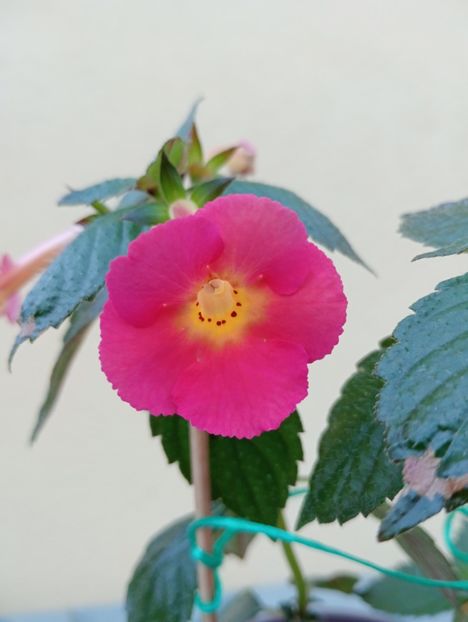  - Peach Cascade Improved