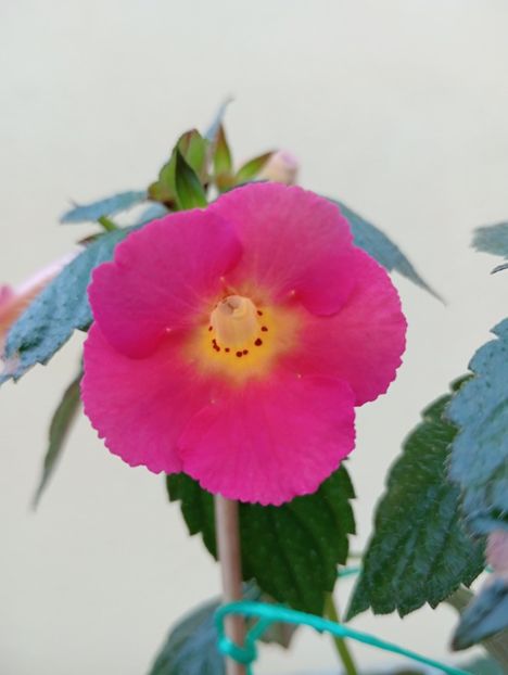  - Peach Cascade Improved