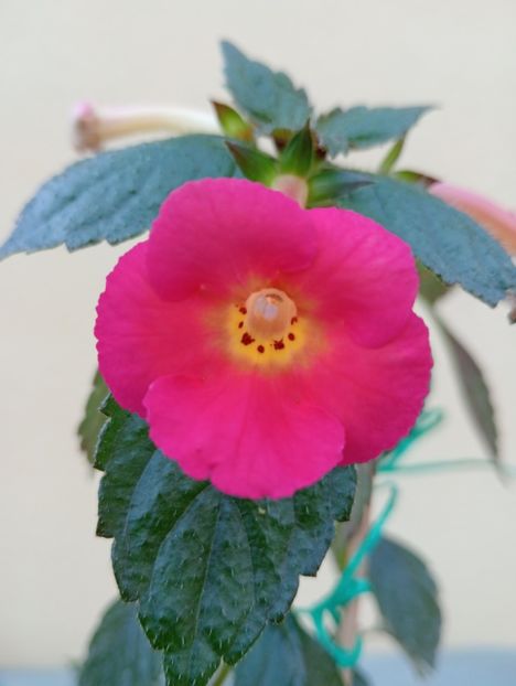  - Peach Cascade Improved