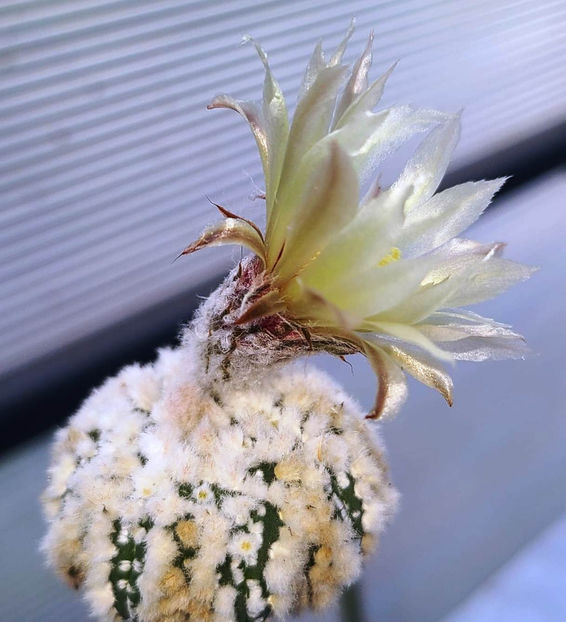 Astrophytum asterias Hanazono - Astrophytum asterias Hanazono