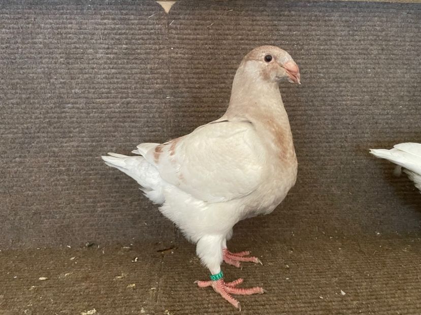 RO 25 - 8371 - Pui 2025