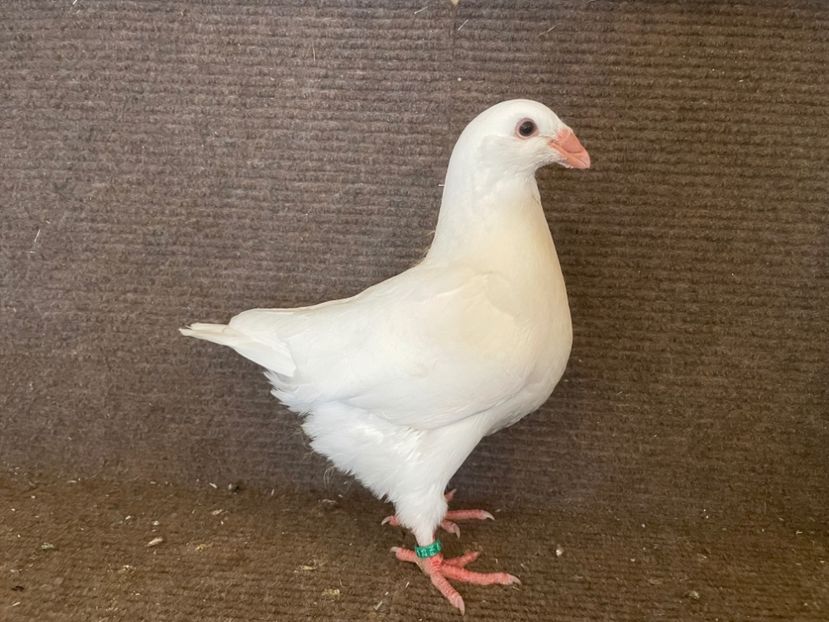 RO 25 - 8373 - Pui 2025