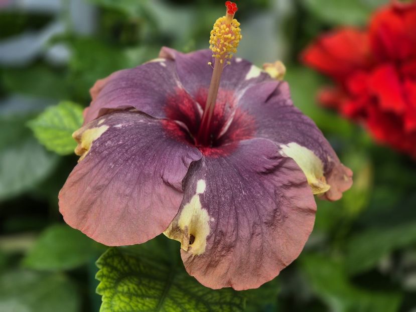 f36563ed-c14b-4b46-bbf3-6c84a4e351cf - Luv -Posog- Memories