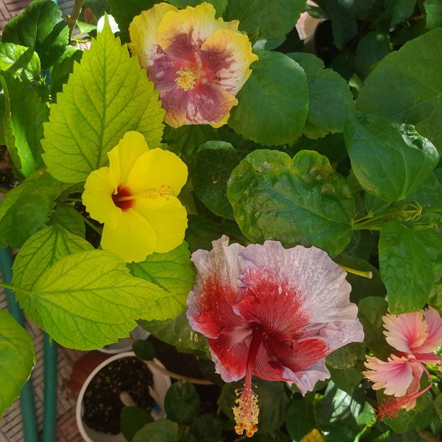 13.08.2025 - HIBISCUSI 2025-3