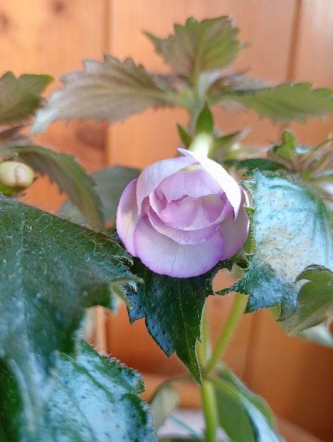  - Ky 14 - BriDs Mica