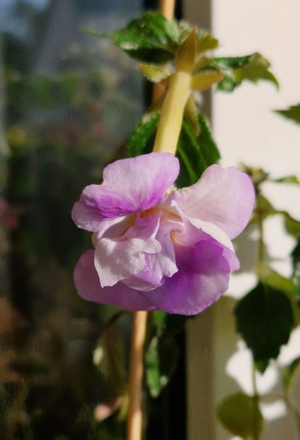 Brid s Barbara - Achimenes 2025