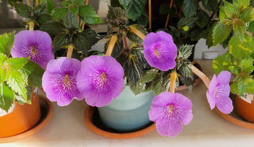  - Serge s Revelation p