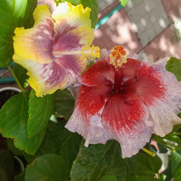  - Taiwan Magic Stoat