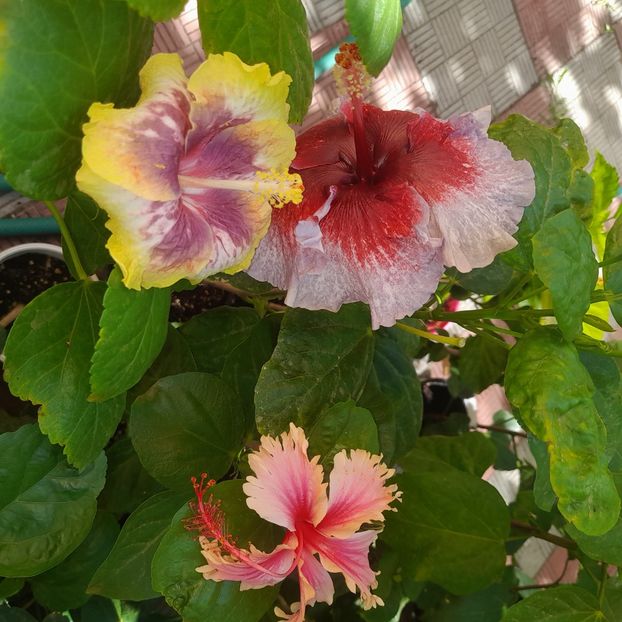  - Taiwan Magic Stoat